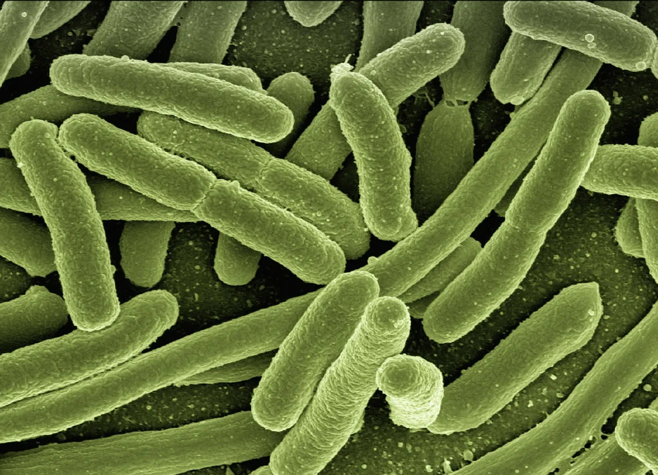 Koje bolesti uzrokuje Escherichia coli | Infekcije mokraćnog sustava