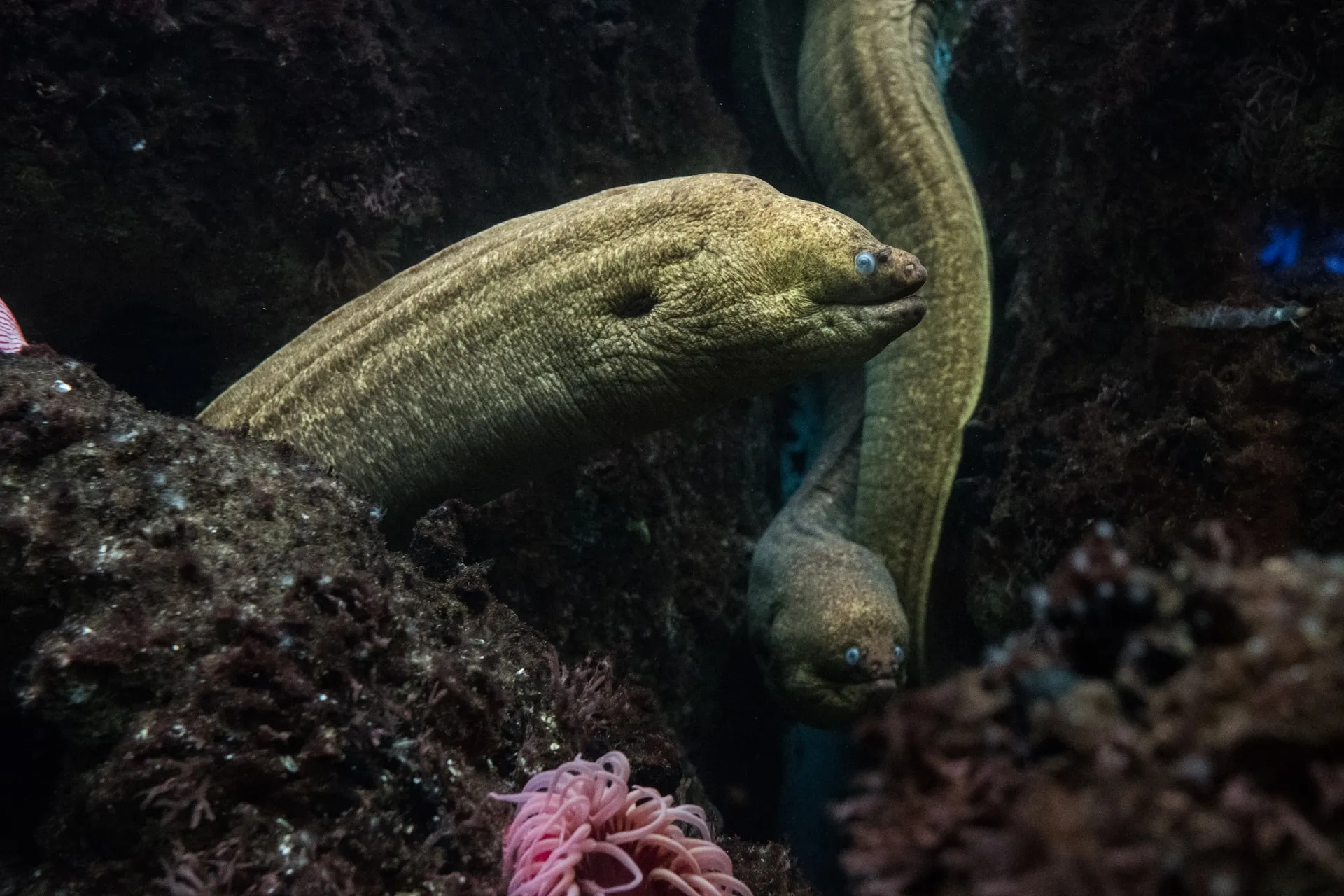 Kako se mrijeste jegulje
