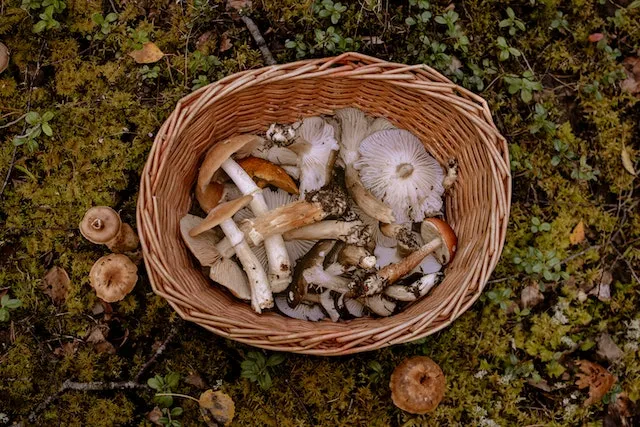 Kako sušiti gljive | Sušenje gljiva na različite načine